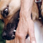 Phoenix Dog Bite Attorney