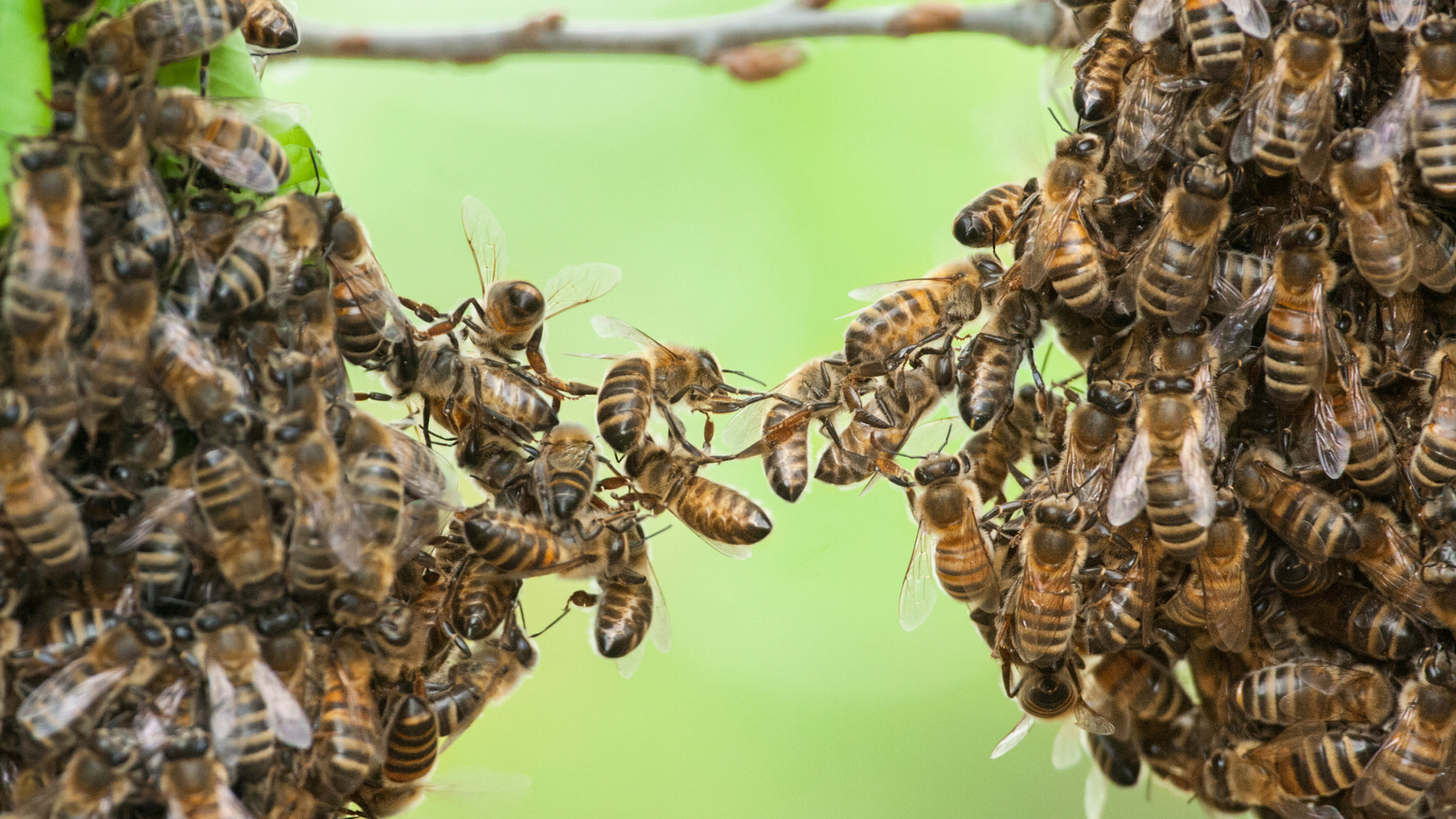 Swarm of Escaped Bees Blamed for Deadly Mesa Truck Collision 