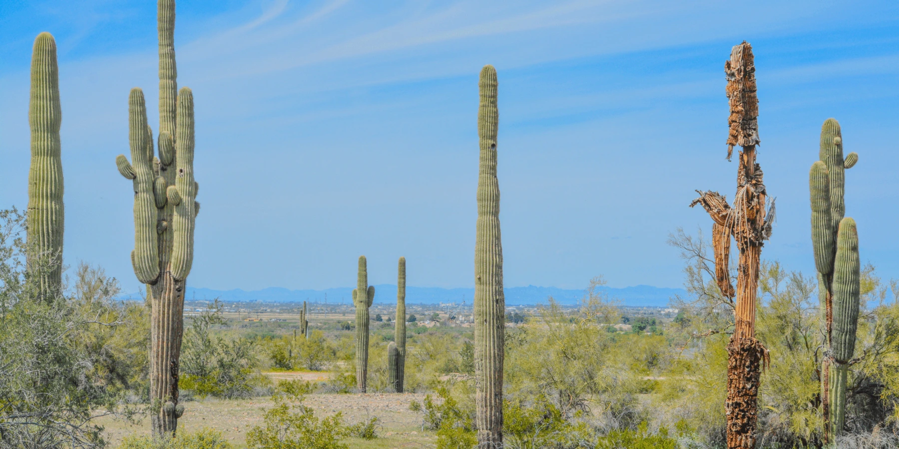 Several tall saguaro cacti, green desert brush, and mountains under a blue sky.