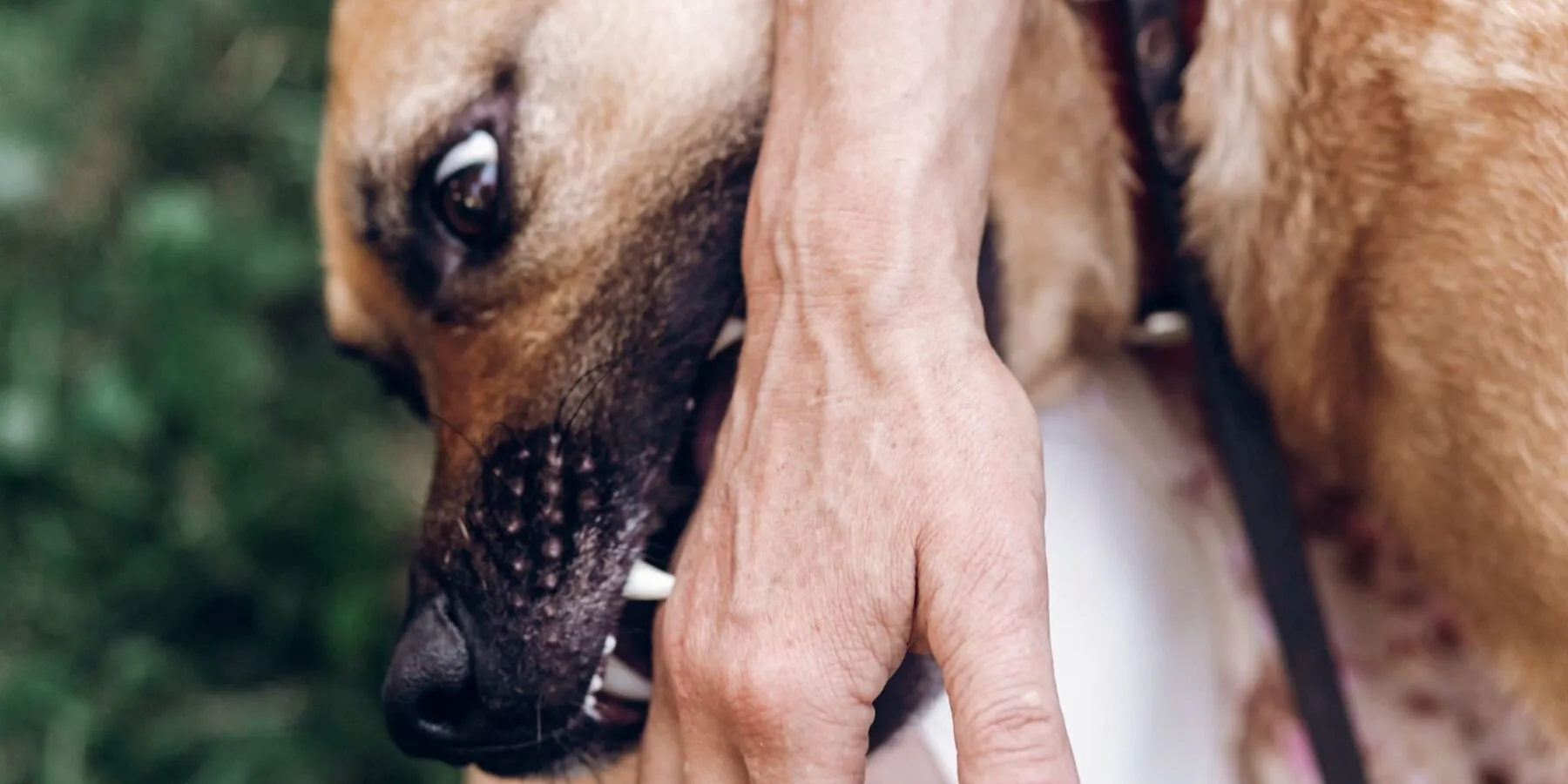 Close-up of a brown dog biting a person's hand.