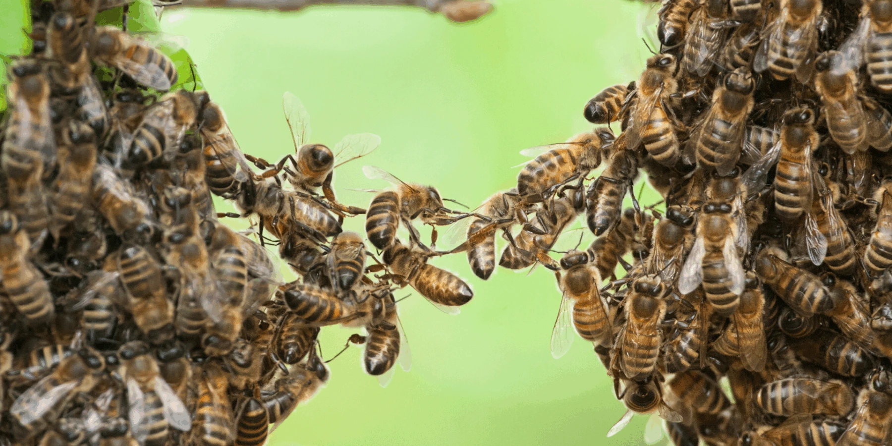 Close-up of honeybees linking legs to form a living bridge between two swarms against a green background.